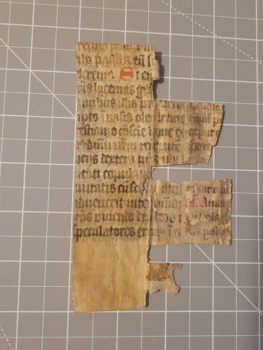 Leaf Fragment from a Liturgical Manuscript, 15th Century. Latin Manuscript on Vellum. Spine Lining Recovered from a Binding. 14 Lines of Gothic Script