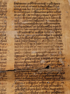 Manuscript Vulgate Bible Leaf, Early 13th Century. Book of Ezekiel. Large Manuscript on Parchment. 59 Line of Early Gothic Script. Recovered from a Binding