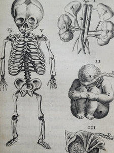 Anatomia ex Caspari Bartholini parentis Institutionibus omniumque recentiorum &amp; propriis observationibus tertiùm ad sanguinis circulationem reformata, 1651