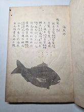 Load image into Gallery viewer, Fish Encyclopedia, 1800-1850 (Late Edo Period). Illustrated Manuscript Encyclopedia, or Fishing Guide on Fish, On Features and Flavor, Medical Benefits, and Where to Find Them