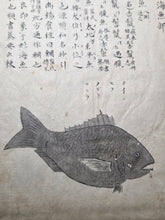 Load image into Gallery viewer, Fish Encyclopedia, 1800-1850 (Late Edo Period). Illustrated Manuscript Encyclopedia, or Fishing Guide on Fish, On Features and Flavor, Medical Benefits, and Where to Find Them