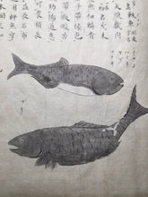 Load image into Gallery viewer, Fish Encyclopedia, 1800-1850 (Late Edo Period). Illustrated Manuscript Encyclopedia, or Fishing Guide on Fish, On Features and Flavor, Medical Benefits, and Where to Find Them