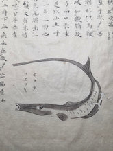 Load image into Gallery viewer, Fish Encyclopedia, 1800-1850 (Late Edo Period). Illustrated Manuscript Encyclopedia, or Fishing Guide on Fish, On Features and Flavor, Medical Benefits, and Where to Find Them