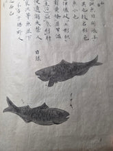 Load image into Gallery viewer, Fish Encyclopedia, 1800-1850 (Late Edo Period). Illustrated Manuscript Encyclopedia, or Fishing Guide on Fish, On Features and Flavor, Medical Benefits, and Where to Find Them