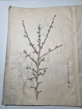 Load image into Gallery viewer, Shashinchō Kusabana (Photo Album of Flowers), Circa 1843. An Unknown Artist’s Botany Album, with 25 Pages of Floral Watercolor Paintings and Sketches