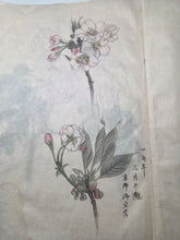 Load image into Gallery viewer, Shashinchō Kusabana (Photo Album of Flowers), Circa 1843. An Unknown Artist’s Botany Album, with 25 Pages of Floral Watercolor Paintings and Sketches