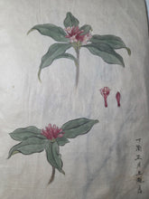 Load image into Gallery viewer, Shashinchō Kusabana (Photo Album of Flowers), Circa 1843. An Unknown Artist’s Botany Album, with 25 Pages of Floral Watercolor Paintings and Sketches