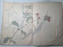 Load image into Gallery viewer, Shashinchō Kusabana (Photo Album of Flowers), Circa 1843. An Unknown Artist’s Botany Album, with 25 Pages of Floral Watercolor Paintings and Sketches
