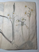 Load image into Gallery viewer, Shashinchō Kusabana (Photo Album of Flowers), Circa 1843. An Unknown Artist’s Botany Album, with 25 Pages of Floral Watercolor Paintings and Sketches
