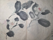 Load image into Gallery viewer, Shashinchō Kusabana (Photo Album of Flowers), Circa 1843. An Unknown Artist’s Botany Album, with 25 Pages of Floral Watercolor Paintings and Sketches
