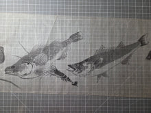 Load image into Gallery viewer, Tori to Sakana no Makimono (Birds and Fish Scroll), Circa 1820-1860. An Emakimono Handscroll of Numerous Birds and Fish Paintings, Over Four Meters in Length